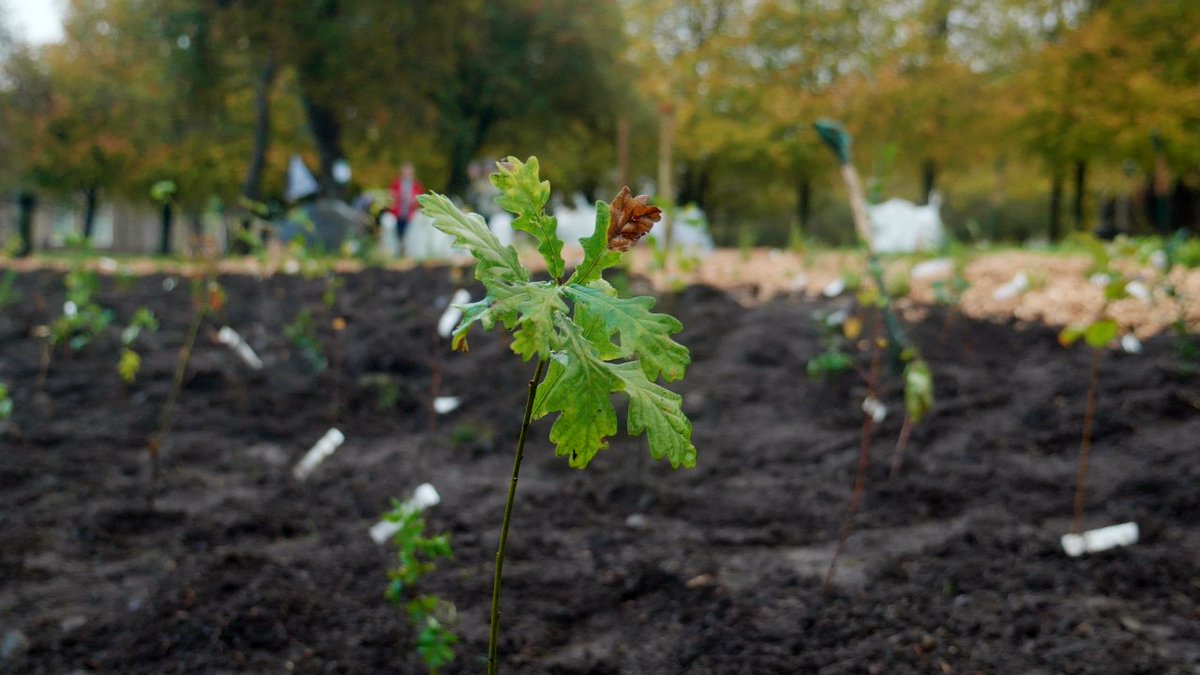 On #EarthDay this year we look back on our partnership with Tiny Forests, where we planted 570 trees in Glasgow City Centre.  Tiny Forests are a dense and fast-growing native woodland the size of a tennis court to encourage wildlife back to the area. 👇 professional.vaillant.co.uk/specifiers/gro…