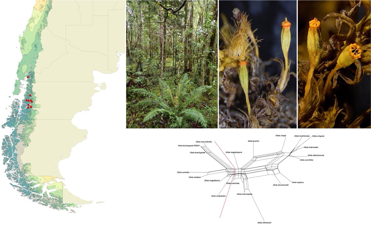 Integrative taxonomical analyses support the specific discrimination of U. brachypoda, which has a narrower distribution yet under similar ecological conditions.
doi.org/10.1093/botlin…
Our knowledge on botanical diversity is so far to be completed!