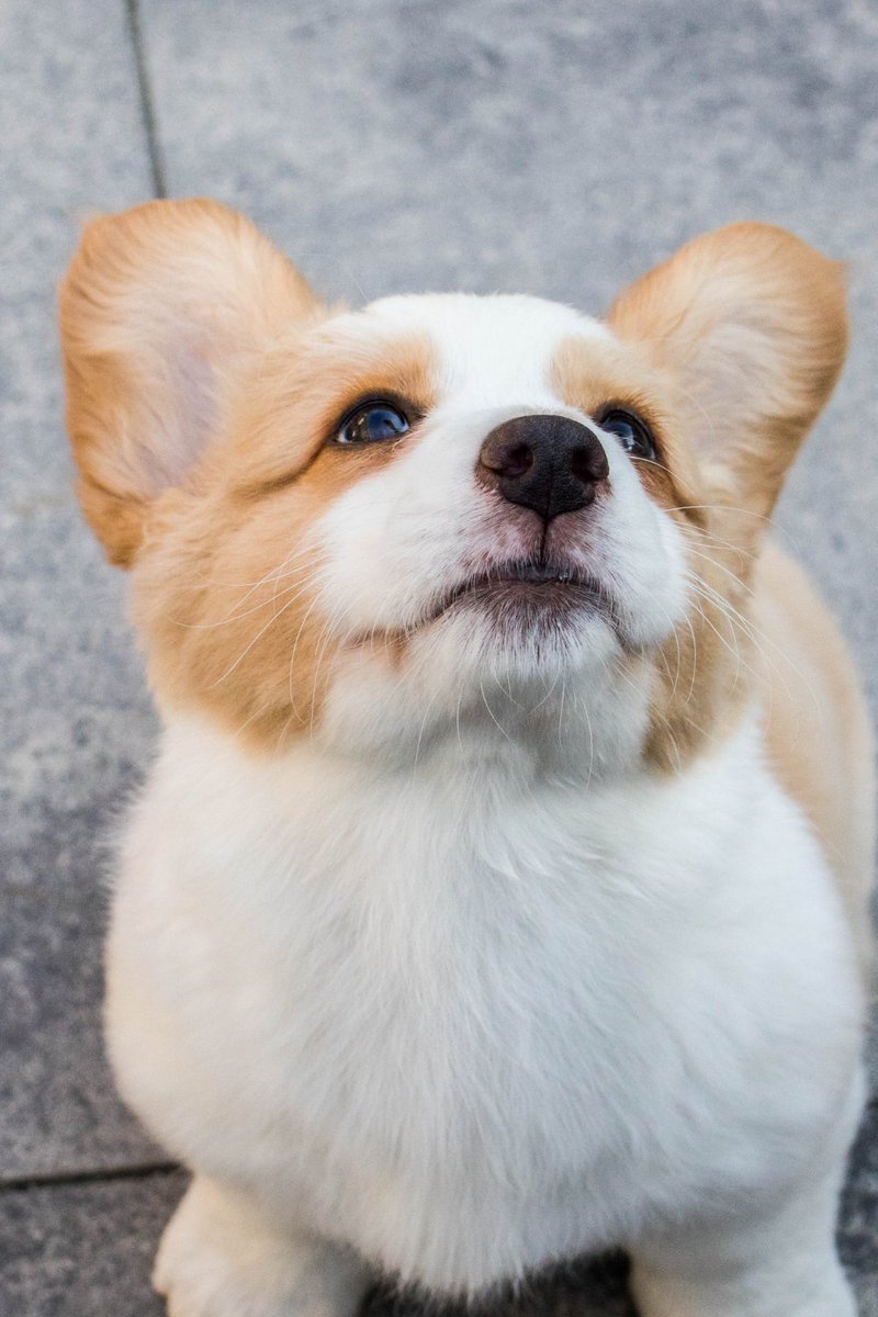corgisworld0's tweet photo. Perfect shoot ❤ https://t.co/HSHH412eQW