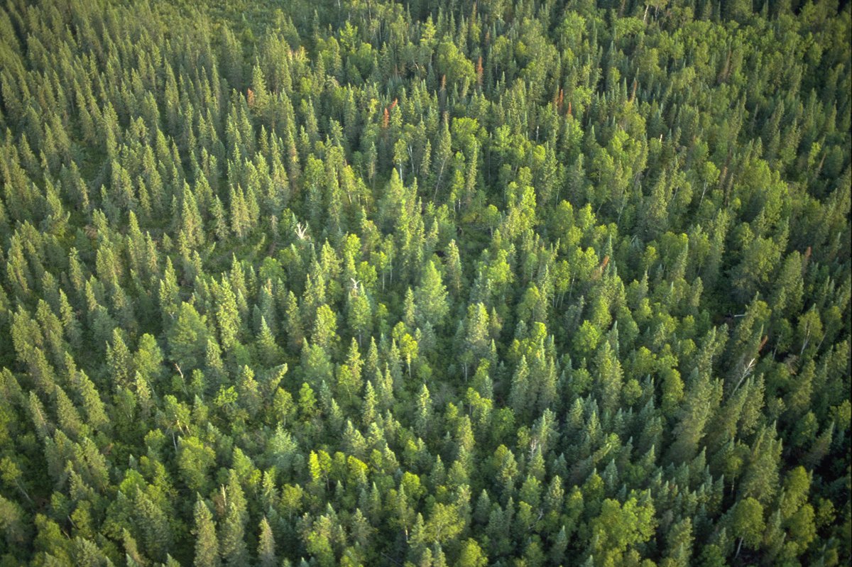 Happy Earth Day, Earthlings! The theme this year is planet vs. plastics, & MN forests are helping out. The forest products industry is working on innovative technologies using sustainable wood fiber in applications from packaging to textiles.