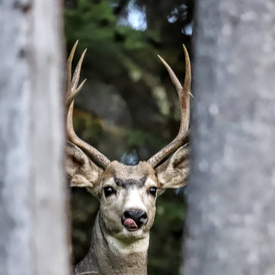 When that first cup of coffee is brewing on a Monday morning… ☕️ Shout out to Tour Manager Ann B. for kicking off #NationalParksWeek from the Grand Tetons with this #MondayMood 🦌