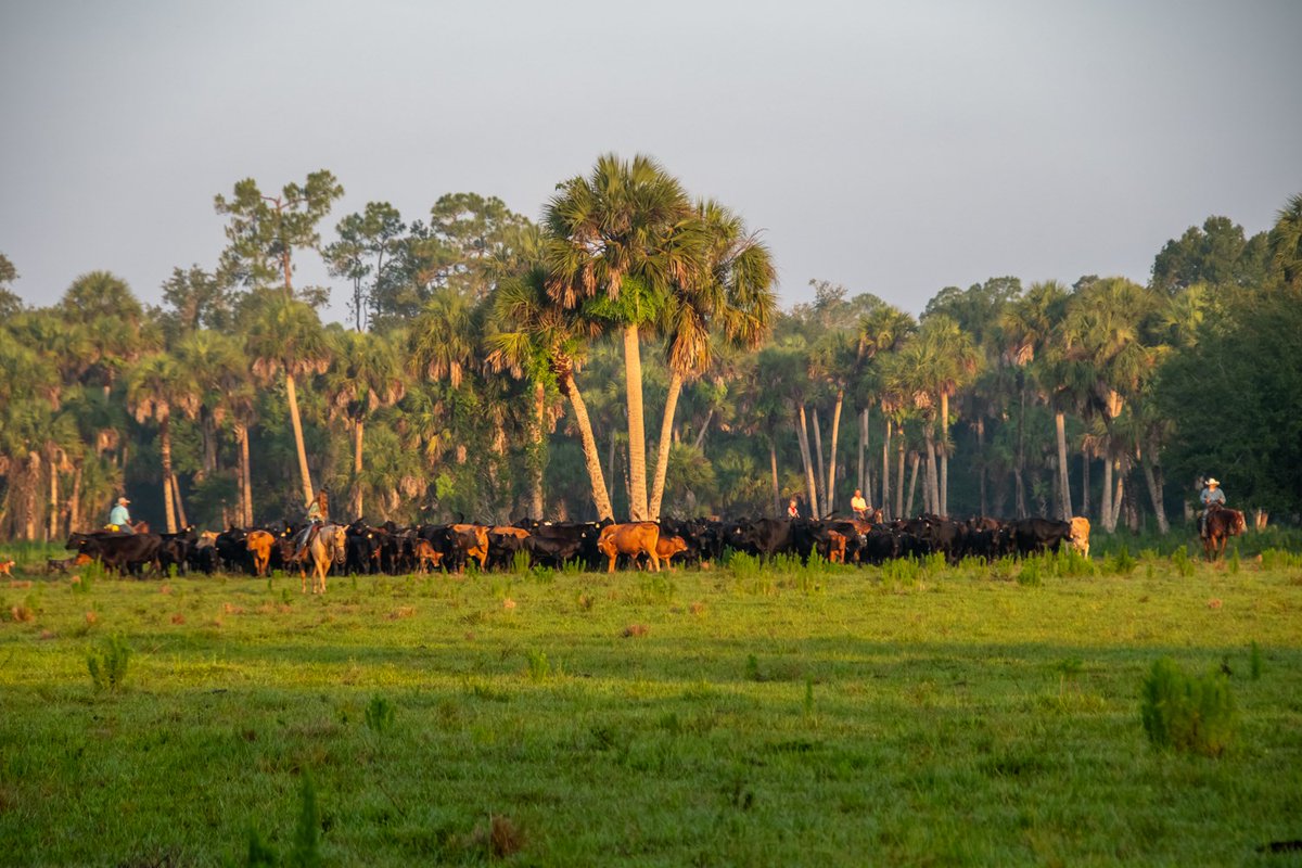 Celebrate #EarthDay with JB Ranch! Located in Immokalee, FL, this ranch prides itself on providing an important habitat for more than 20 protected animal species including panthers, the Florida state animal. biwfd.com/3x5aXcV #BeefFarmersAndRanchers