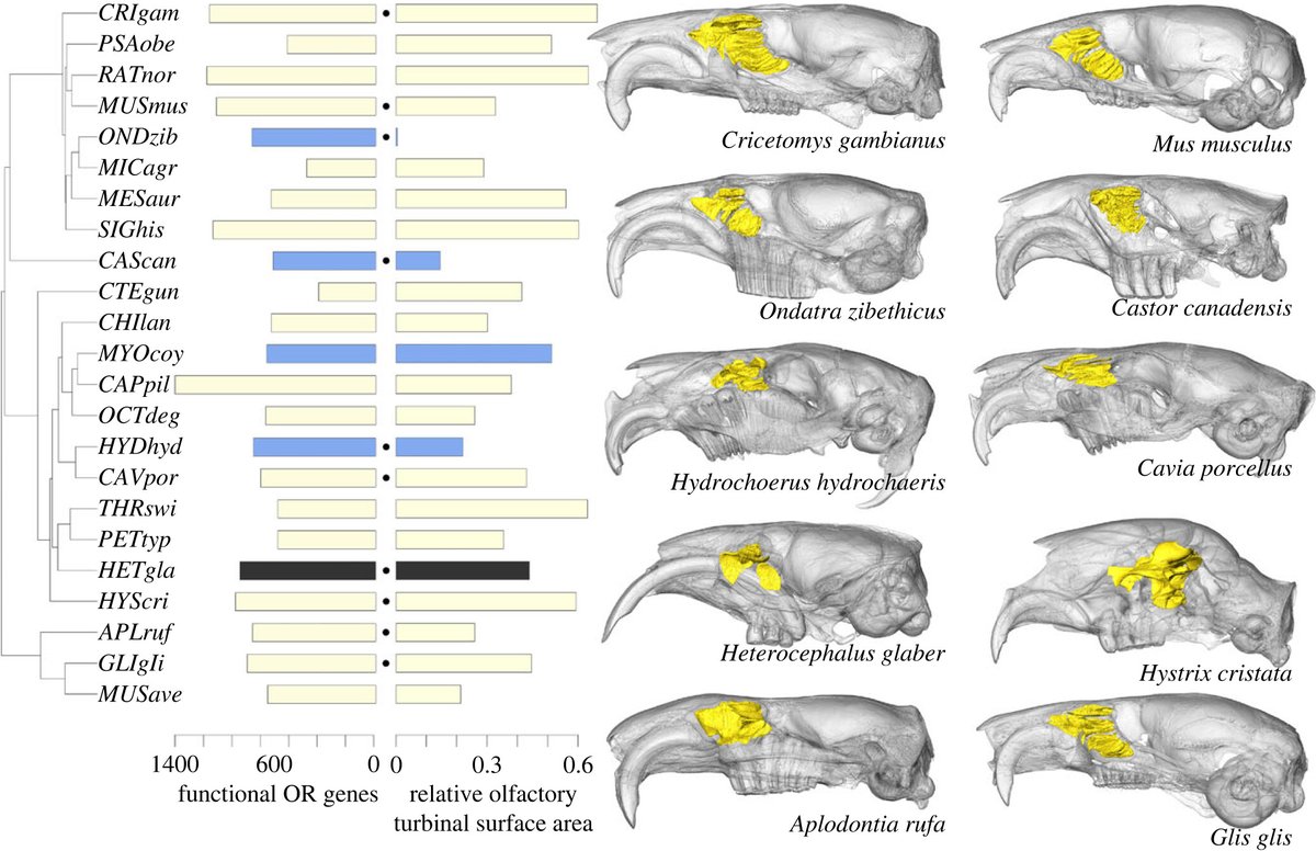 When morphology does not fit the genomes: the case of rodent olfaction ow.ly/oZro50NLGuh | #molecularbiology #olfaction #BiologyLetters