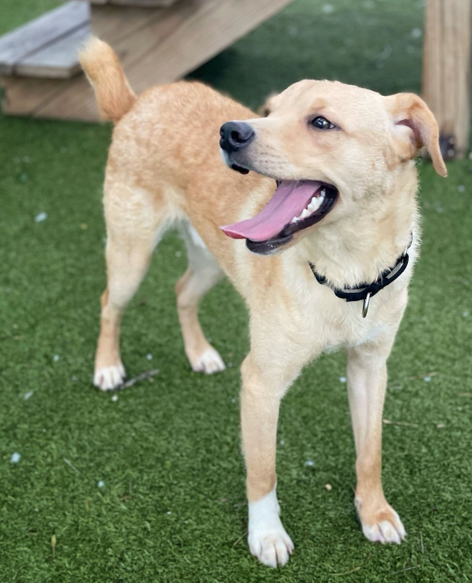 Looking for an apartment-sized dog? This curly-tailed cutie is Henson A901673, and he's only 23 lbs! He's a little shy as a result and will need a patient adopter to help show him the ropes. We think he would do best with a confident doggy sibling as well.