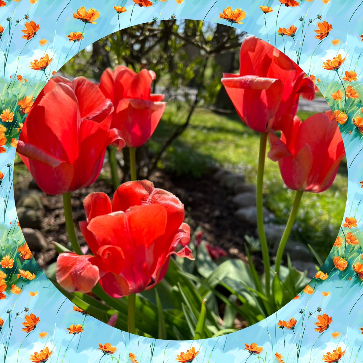 PlanetBlueberry's tweet photo. It’s a GLORIOUS #EarthDay2024 here in Ohio about 1 hour south of Lake Erie! https://t.co/A8ndnSOUT6