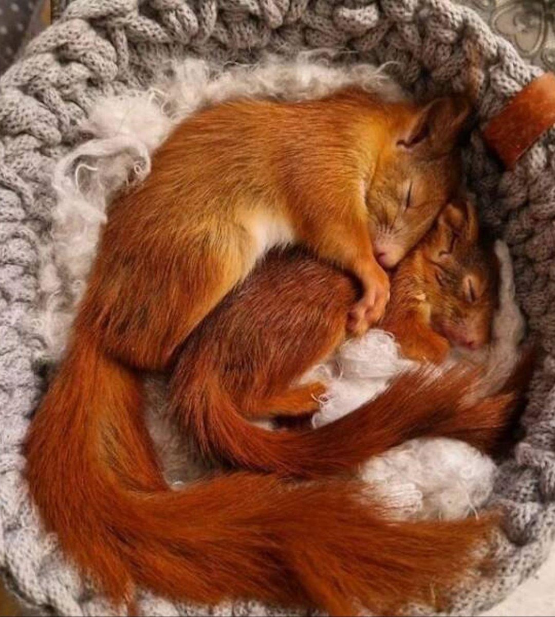 It’s RHM (Red Head Monday). Here’s two gorgeous Reds in bed together