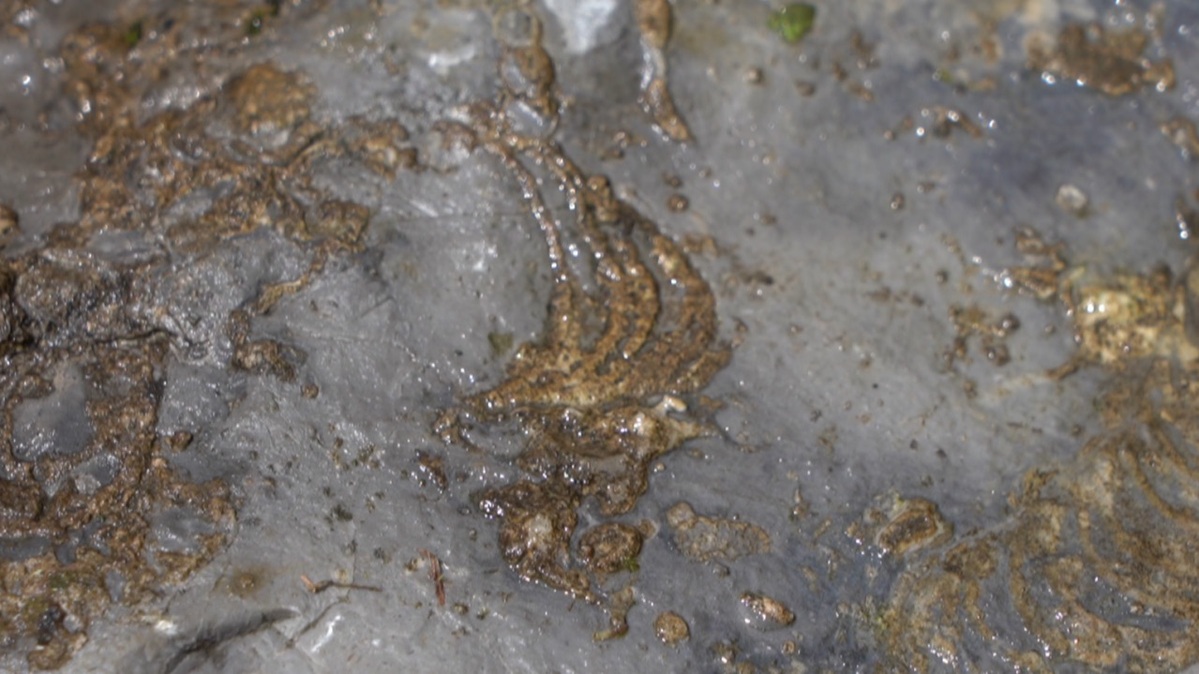 Ancient sea creature fossils discovered in Hubei Découverte de fossiles d'anciennes créatures marines dans le Hubei