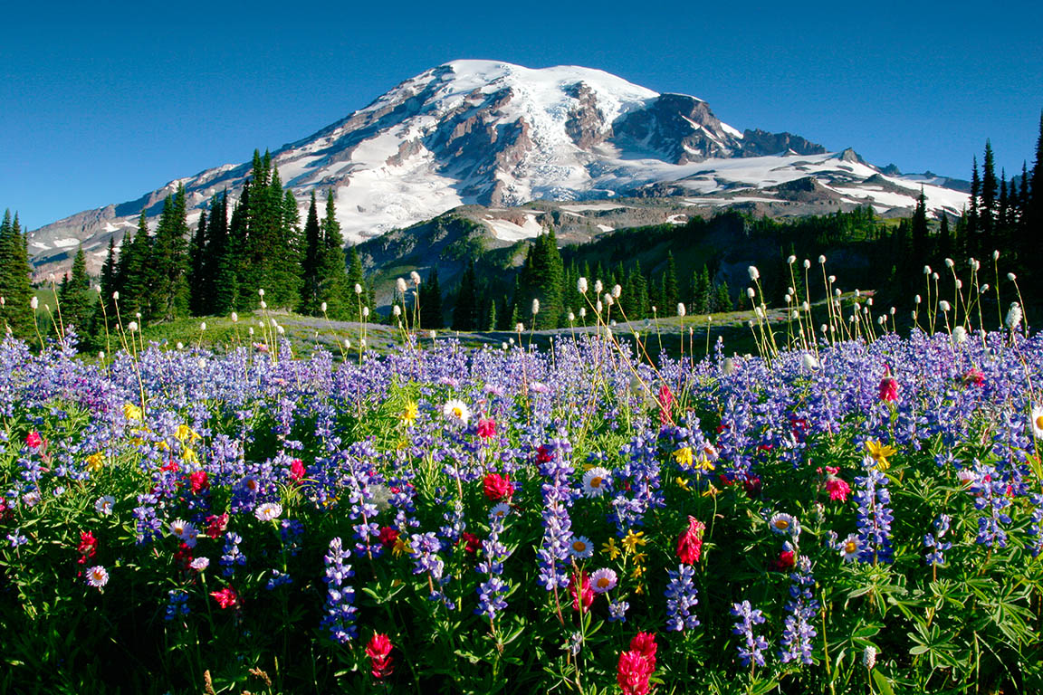 When you're out on wildflower hikes, just take photos and stay on marked trails. Wildflower meadows are delicate. Even one step off the trail harms the soil and affects future blooms for years. #recreateresponsibly
📸Wildflower meadow at Mount Rainier, image credit Don Gyer