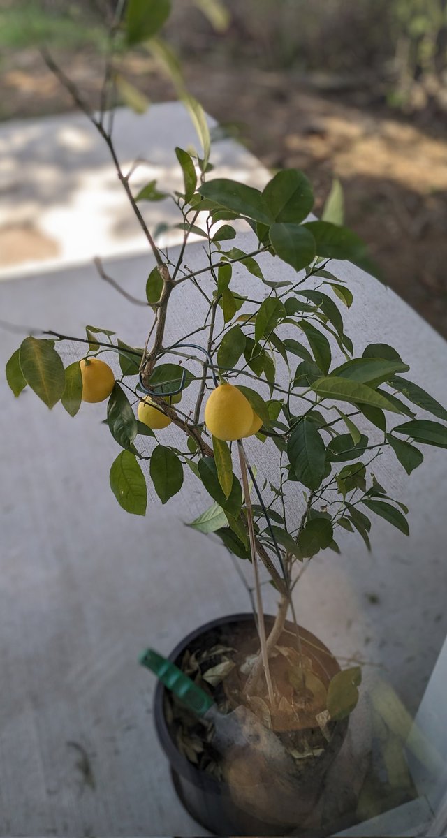 My lemon trees is giving me 🍋! I am so excited. 🙂 Do you have anything growing?