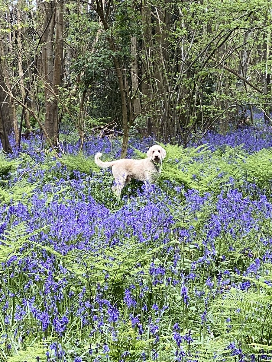 Statutory annual boy in bluebells pic. Wouldn’t know it was spring without it.