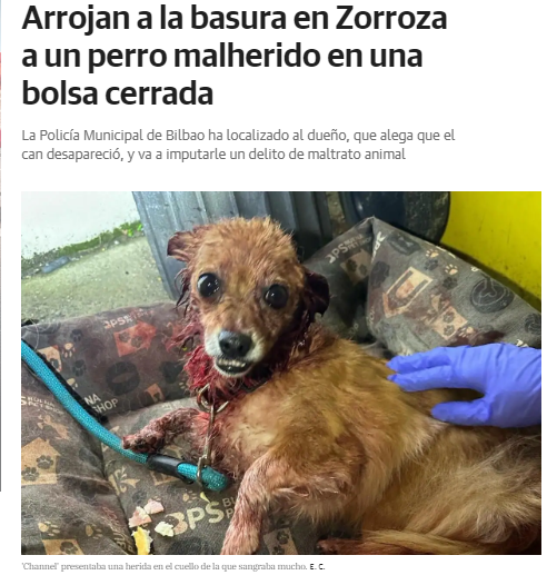La Policía Municipal de #Bilbao ha localizado al dueño, que alega que el can desapareció, y va a imputarle un delito de maltrato animal. Hechos del 13/04/24 Un vecino fue a tirar la basura en el barrio Zazpilanda, Zorroza, y se encontró a esta perrita malherida.#maltratoanimal