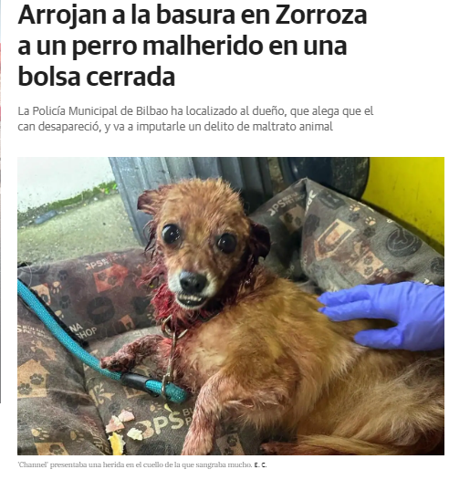 diarioanimal_'s tweet photo. La Policía Municipal de #Bilbao ha localizado al dueño, que alega que el can desapareció, y va a imputarle un delito de maltrato animal. Hechos del 13/04/24 Un vecino fue a tirar la basura en el barrio Zazpilanda, Zorroza, y se encontró a esta perrita malherida.#maltratoanimal https://t.co/t8CgxpNqTb