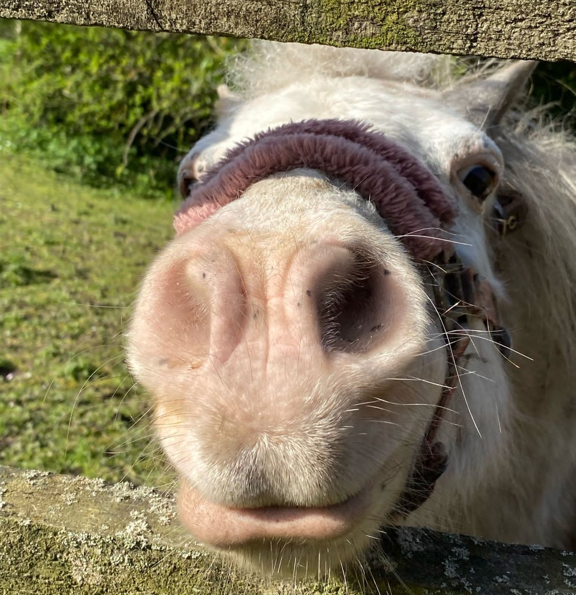 A couple of pictures to brighten up your Monday, especailly with the change in weather again! These hilarious pictures were taken over the weekend of our very cheeky Shetland Ponies, Mini Price and Pippy! 🥰🤣🙈❤️