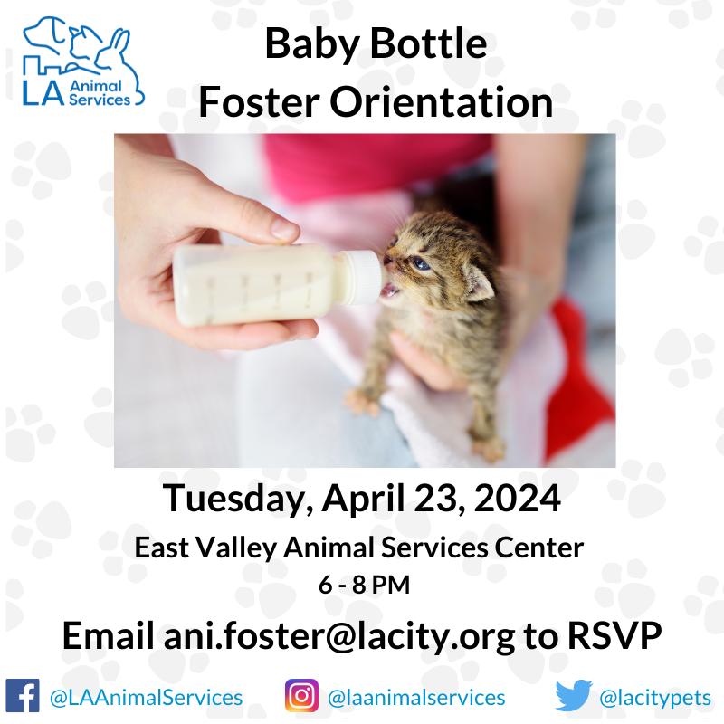 LACityPets's tweet photo. If you are interested in becoming a bottle baby foster, please email ani.foster@lacity.org to RSVP with the subject line EAST VALLEY Bottle Baby Foster Orientation. #lacitypets #HumaneLA #kittenseason #kitten #cats #kittensofLA #catsofLA #losangeles https://t.co/9WqxLjdI3K