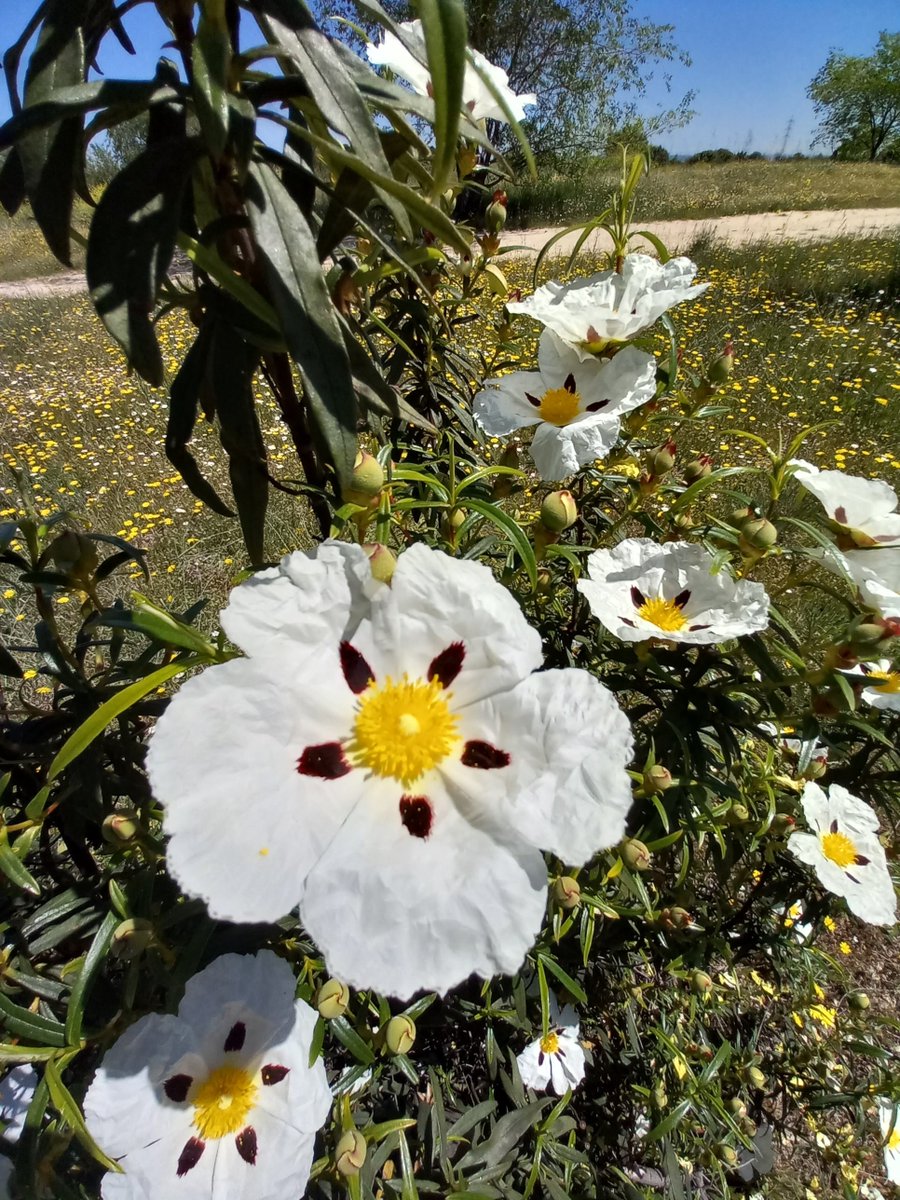 El día de la Tierra, nos saluda con su esplendor y su bello colorido, anunciando que la naturaleza nos abre el camino hacia la vida, hacia la empatía y el amor a todo lo vivo. @RosaTristan @TafallaMarta @jorgeextramiana @eudaldcarbonell @Jmbdecastro @FATAPUERCA @joaquinaraujo