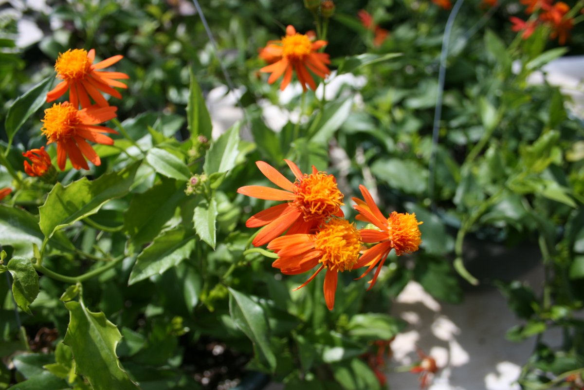 felix_clary's tweet image. The Herbal Affair and Festival in downtown Sandsprings last Sat. was lovely! The Happy Native Co. makes candles the owner is Cherokee, and she handcrafts all of the candle holders with concrete materials. They were stunning! #HerbalAffair #sandsprings #nativebusiness