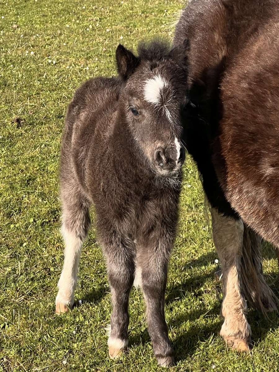 tracey_gonfirth's tweet photo. Calving nearly finished, lambing in mid flow, two foals down and 1 to go! It’s #calving2024 #Lambing2024 and #farming #shetland style. Hope the weather is kinder to us up North than the poor farmers have had on the mainland 🤞🏻 https://t.co/LXCeYTjQTD