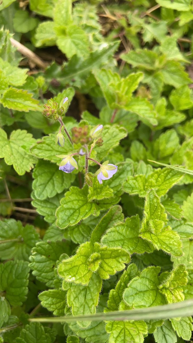 Sampadoodle's tweet photo. Iโm determined to know every plant on our patch and more importantly, itโs role as a food source and a healer.
This is #germanderspeedwell itโs tastes a bit like watercress and you can eat it the same way. Itโs also part of our #farmacy as itโs a #naturalmedicine https://t.co/rZj7PVBXGI