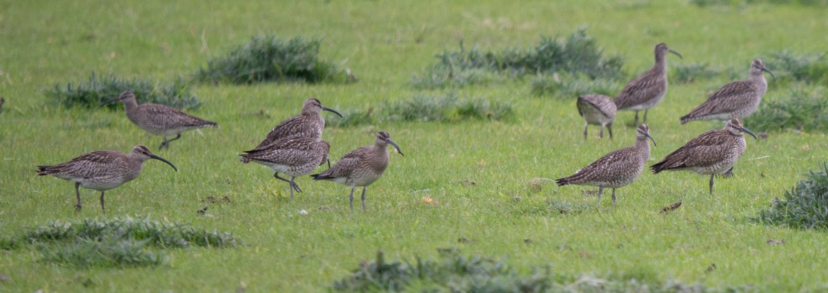 Flock of Whimbrel at Connah's Quay, Dee Estuary, this morning - total of 18. Such a delight to see them feeding on the sheep-grazed pasture with the few remaining Curlews.