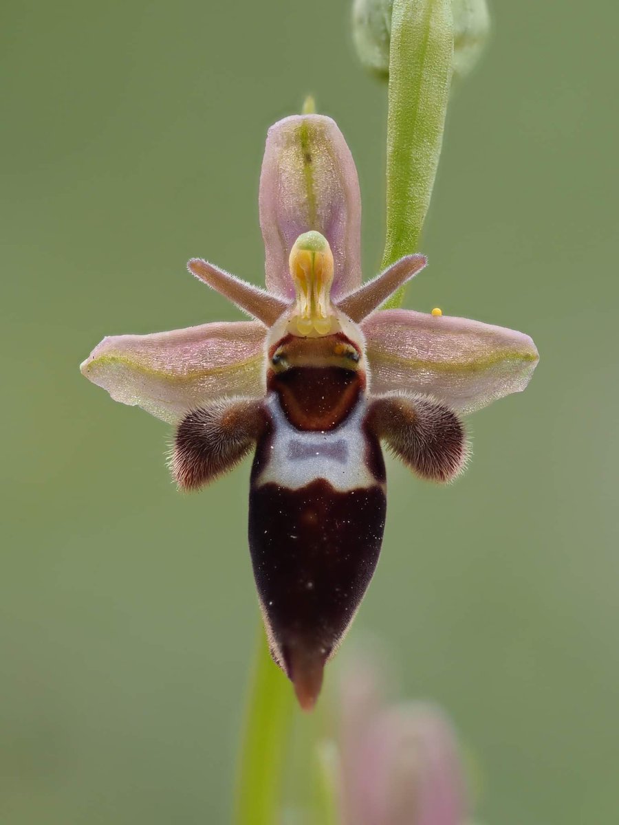 Wild Orchids UK & Ireland tweet media