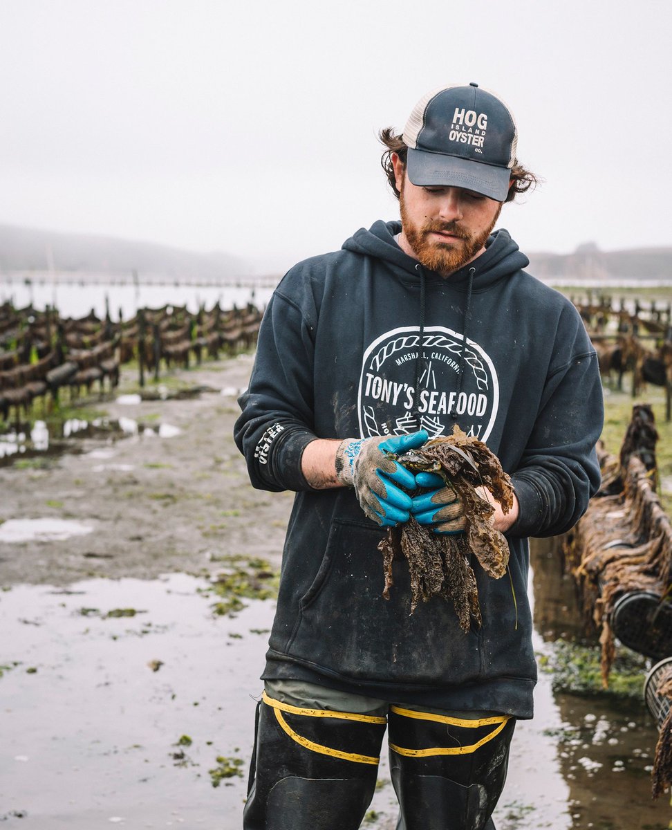 This #EarthDay, we've gotta shine the spotlight on the science that supports our oysters! 🔬🌎️ Our Science and QA team ensures we're growing the highest quality shellfish, helping us operate on the cutting edge of ocean research and best practices in aquaculture!