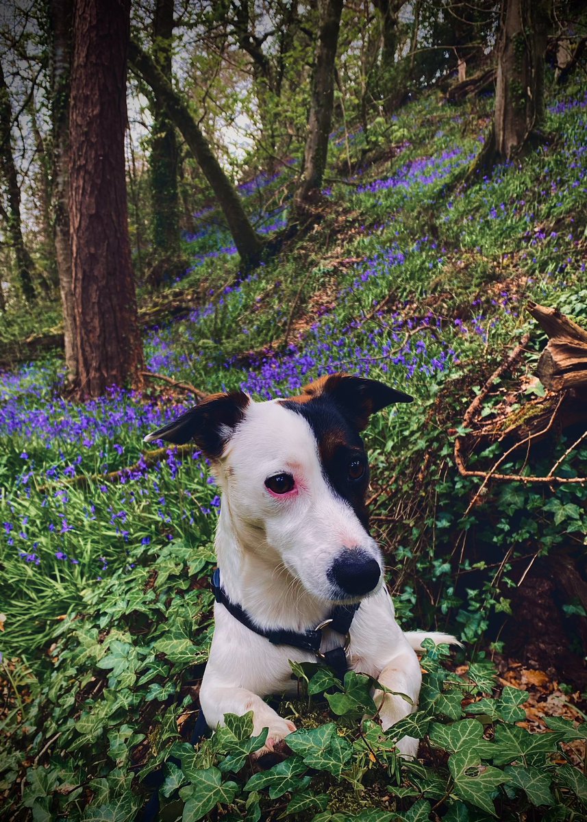 Llun ola’ am heddi…noson llwydaidd felly Twm yng nghlychau’r gôg i ddod a gwên😃💜 #Twm❤️ Last pic for today…bit grey out there tonight so here’s Twm in some bluebells to bring a smile😃💜 #Twm❤️ Nos da x