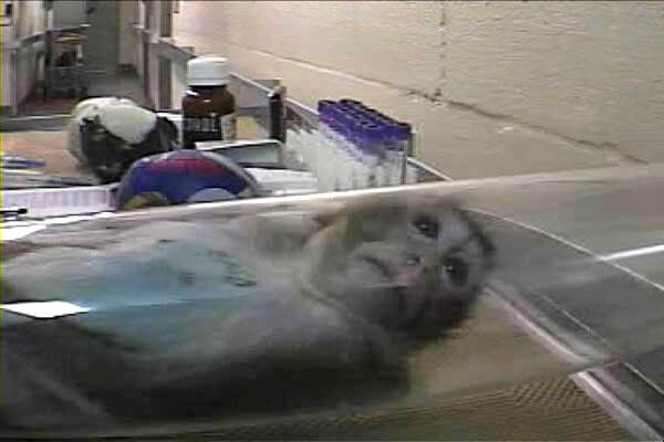 The fear in his eyes is palpable. #StopAnimalTests
