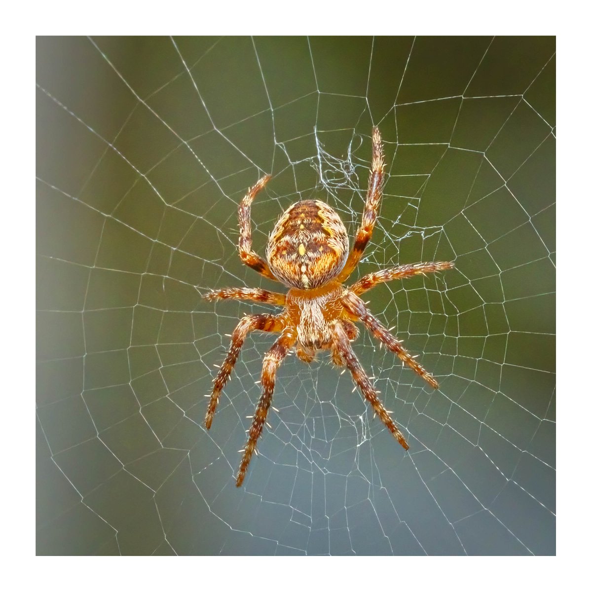 Itsy Bitsy Spider taken in the greenhouse, seeing those tiny things and then trying to get in focus, great fun. 
#sharemondays2024