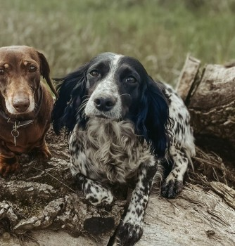 🆘21 APR 2024 #Lost WAFFLE #ScanMe #Tagged
Black & White Cocker Spaniel Female
St. James, South Elmham #Suffolk #IP19 doglost.co.uk/dog-blog.php?d…