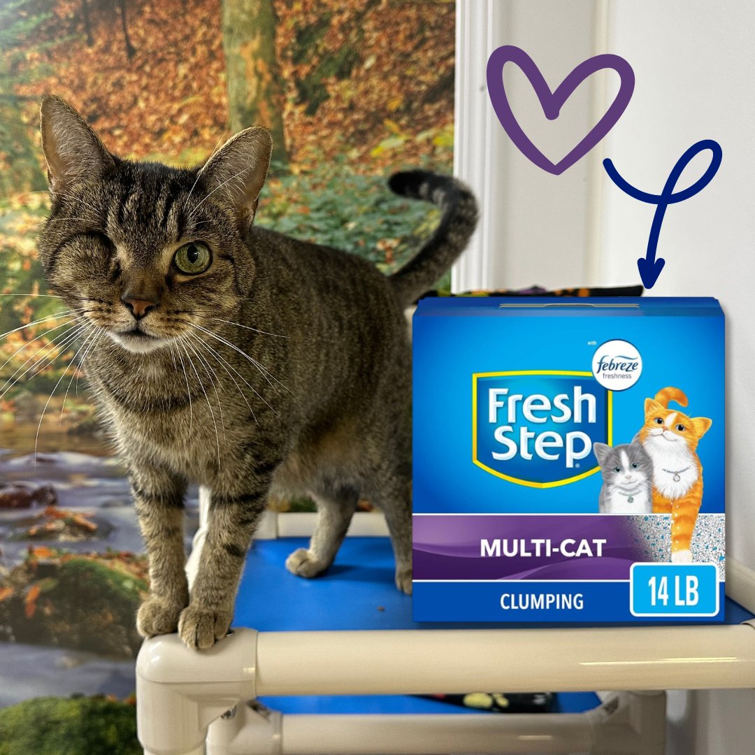 Please consider helping the blind, FIV & leukemia-positive cats here at Blind Cat Rescue by purchasing the wonderful gift of litter from one of our wishlists! Amazon: amzn.to/416Ecpm Chewy: bit.ly/3Ewp9MP Walmart: bit.ly/3U2QMnG Thank you so much!💙😻🐾