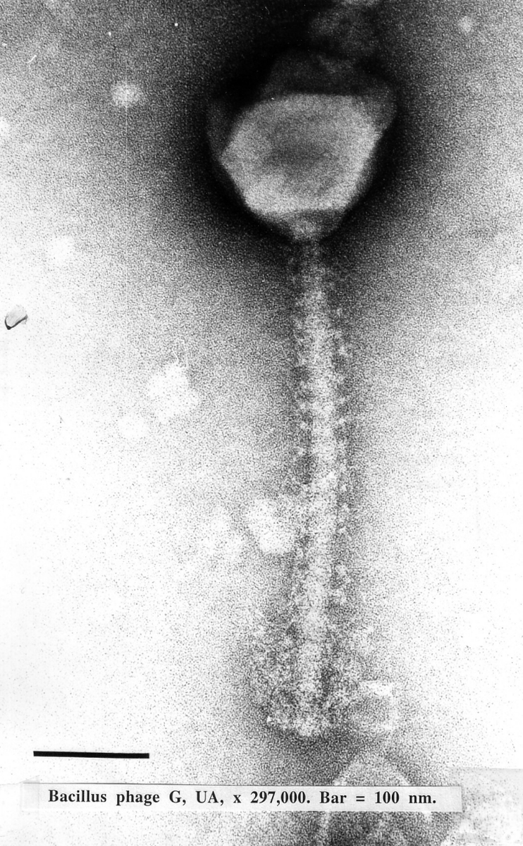 megaphageG's tweet photo. #selfiemonday , selfie of me stretching out and showing off my length! Check out my tail, "Tails measure ~410 x 20 nm in the extended state, are surrounded over their complete length by a single spiral fiber, and carry a bundle of indistinct, curled terminal fibers". Source below https://t.co/fvZ8H1BdpM