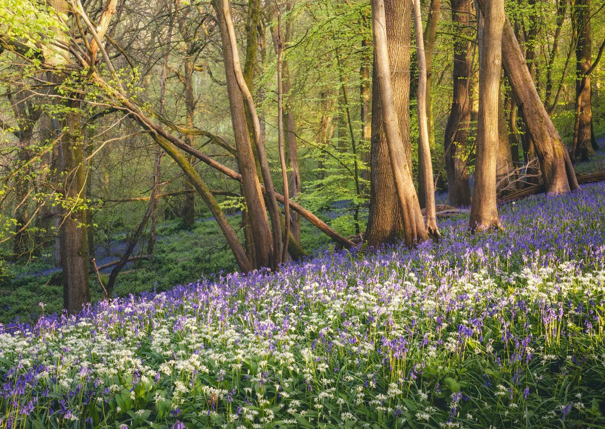 tblockley's tweet photo. This weekends mooch around the Welsh border. #bluebells #wildgarlic #fsprintmonday #wexmondays https://t.co/eTY71rDnhy