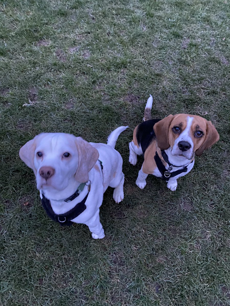 Tullett71's tweet photo. As it’s national beagle day, here’s a few of my crazy, soppy, funny, loving and carefree two!! #NationalBeagleDay @beaglefacts @UKBeagles @BeagleWelfare https://t.co/1LZ3yMGbnw