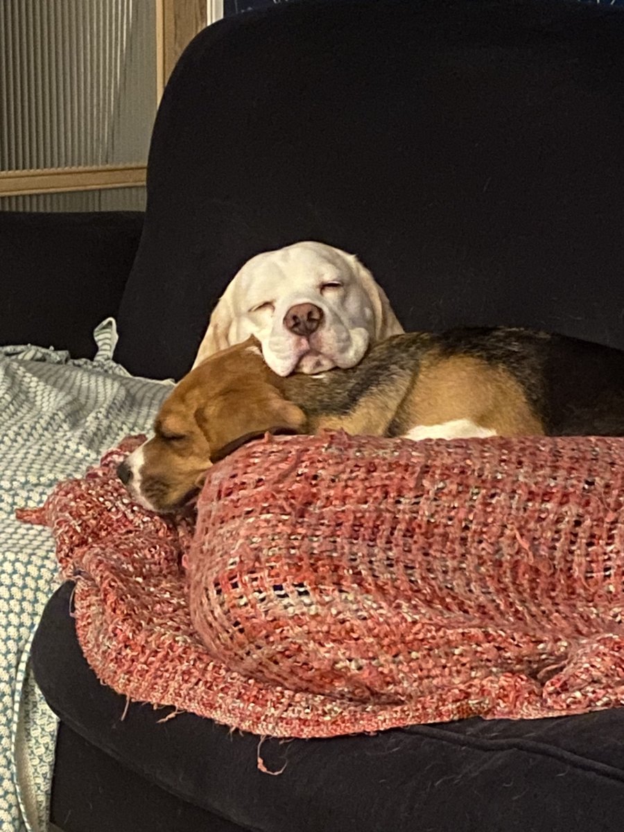 Tullett71's tweet photo. As it’s national beagle day, here’s a few of my crazy, soppy, funny, loving and carefree two!! #NationalBeagleDay @beaglefacts @UKBeagles @BeagleWelfare https://t.co/1LZ3yMGbnw