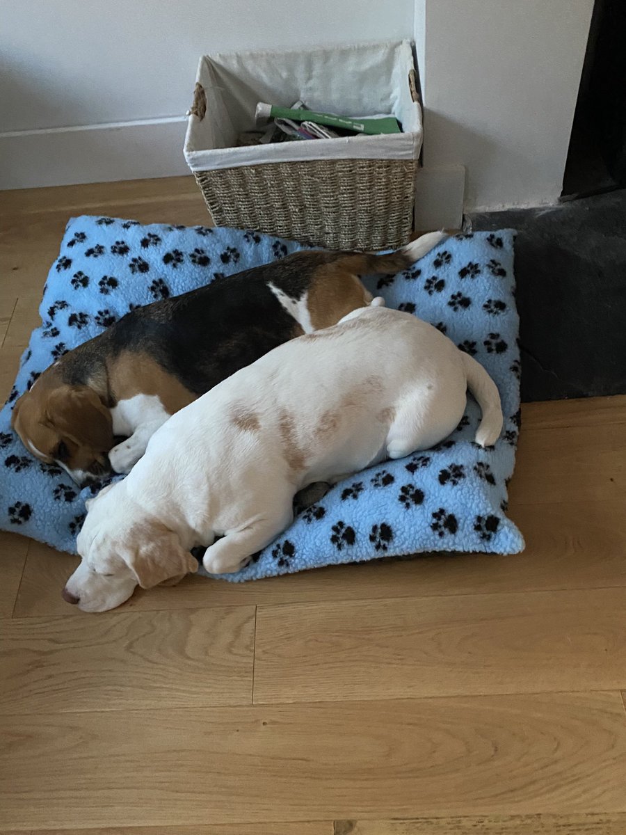 Tullett71's tweet photo. As it’s national beagle day, here’s a few of my crazy, soppy, funny, loving and carefree two!! #NationalBeagleDay @beaglefacts @UKBeagles @BeagleWelfare https://t.co/1LZ3yMGbnw
