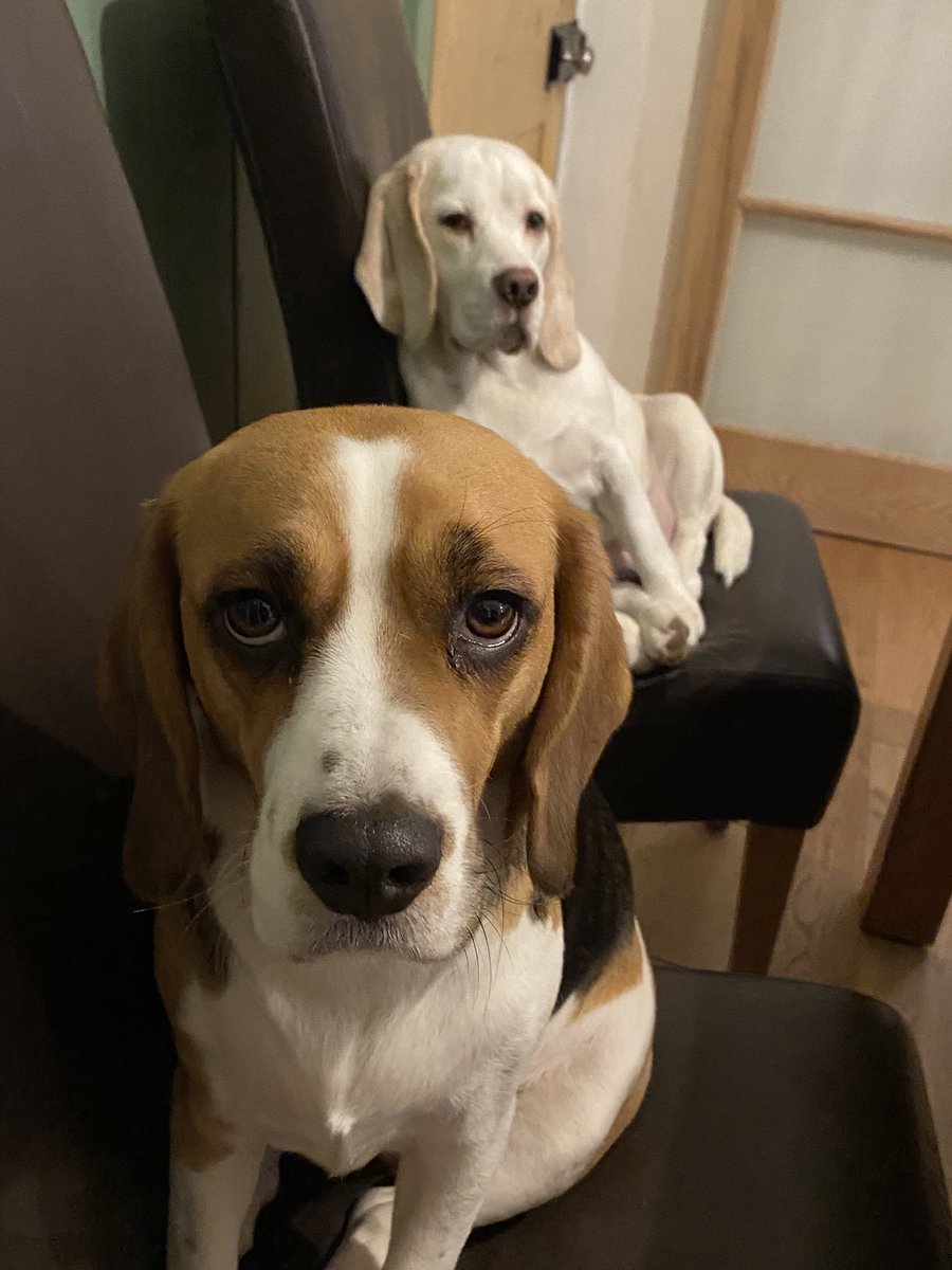 Tullett71's tweet photo. As it’s national beagle day, here’s a few of my crazy, soppy, funny, loving and carefree two!! #NationalBeagleDay @beaglefacts @UKBeagles @BeagleWelfare https://t.co/1LZ3yMGbnw