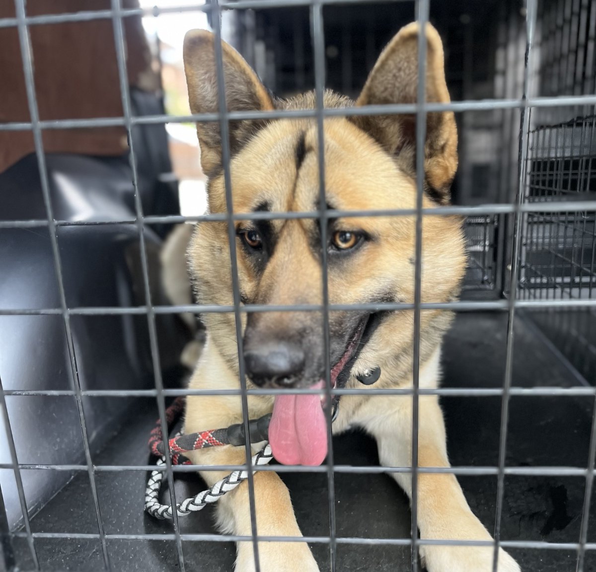 Please retweet to HELP FIND THE OWNER OR A RESCUE SPACE FOR THIS STRAY/ABANDONED DOG FOUND #GREENWICH #LONDON #SE18 #UK  Adult, male German Shepherd, no chip, found APRIL 16. Now in a council pound for 7 days, he could be missing or stolen from another area. Please share widely.