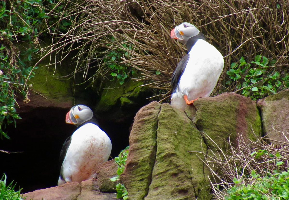 The puffins are back at Auchmithie