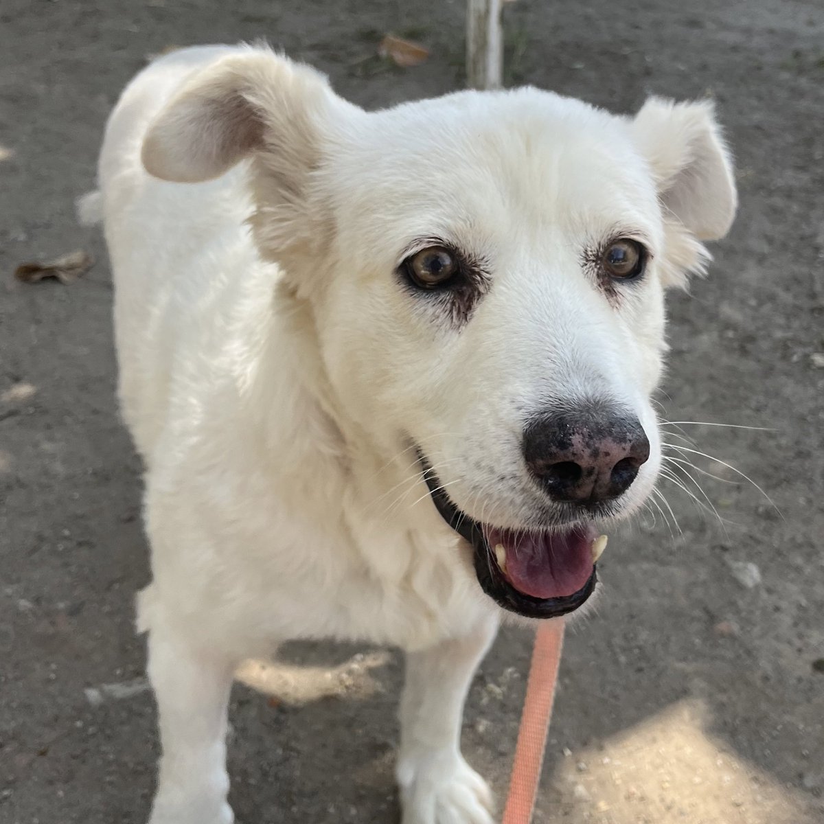 HELA_MORE's tweet photo. Los perritos viejitos aún tenemos mucho amor que compartir 🤍
Soy Cloi,una perrita de 12 años en busca de una familia y un hogar.
Me gusta salir a pasear y jugar.
Dale la oportunidad a los menos adoptables.
Estoy en CDMX https://t.co/bU7AjlZvgp