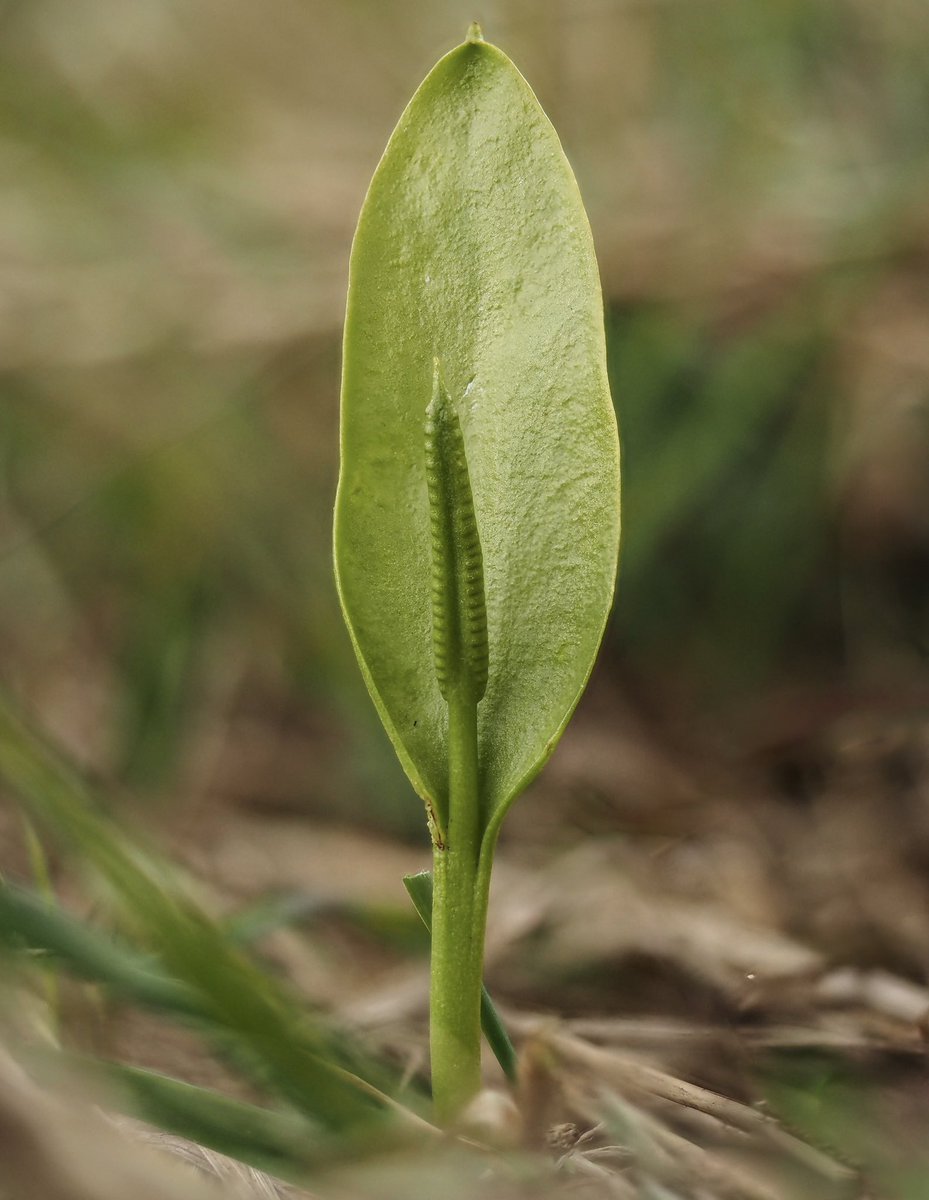 Adder's-tongue (Ophioglossum vulgatum), an unusual fern found near Seaford, East Sussex today. @SussexWildlife