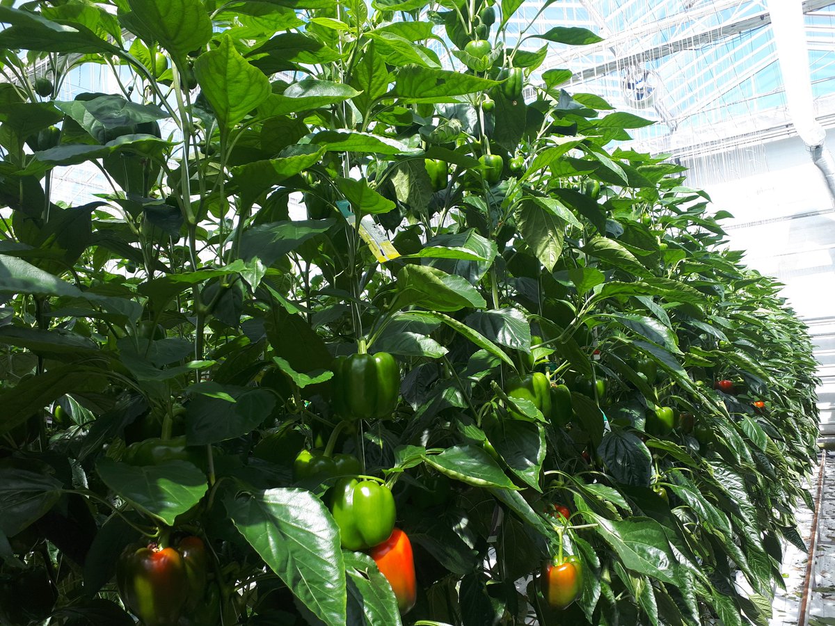 Weerbaar telen proef paprika. De planten in de proefkas staan er sterk op. Ondanks een plantbelasting van >45 vruchten per m2, zit er nog veel groei in, en komen de zijscheuten er goed uit. Vandaag is er 0,7 kg per m2 geoogst, en deze productie zal er vrijdag ook vanaf komen.