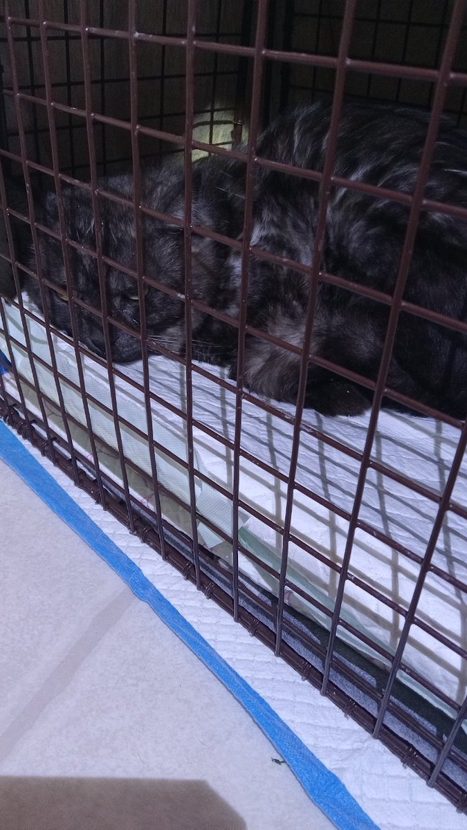next2ubb's tweet photo. 🆘ABANDONED kitty needs his injured leg amputated asap. Was trapped 04/20. Awaiting surgery and NEEDS DONATIONS asap🆘
plz &amp; ty...🥰
Full story/pics from the rescue:

https://t.co/gcRyuwm0Uh https://t.co/XxcUBQm7w6