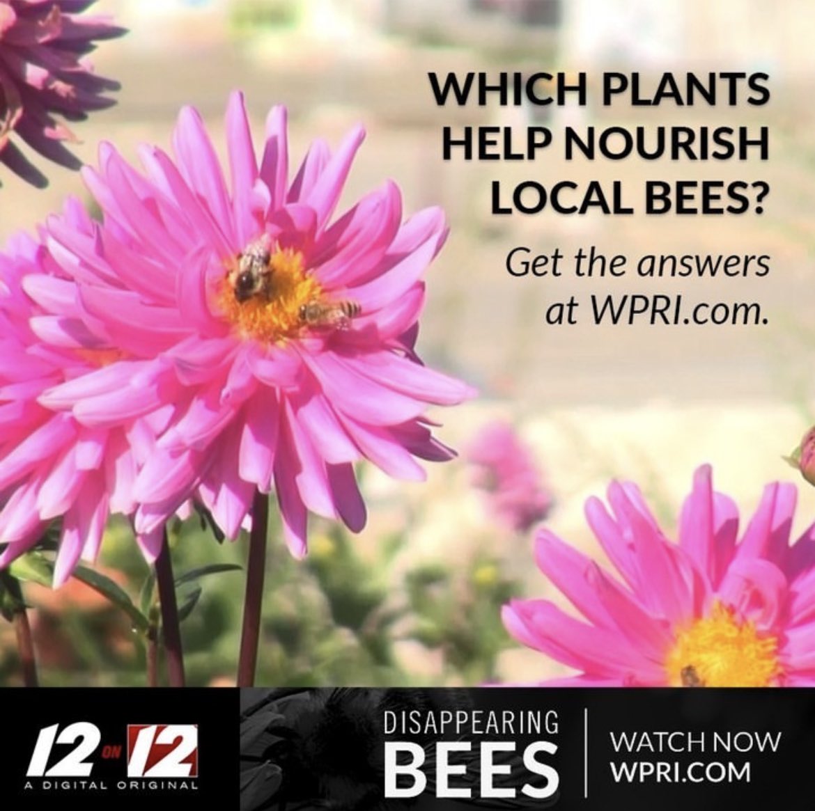 So excited to share my first ever Digital Original! Celebrate Earth Day and go watch 12 on 12: Disappearing Bees right now on WPRI.com🐝🌱🌎