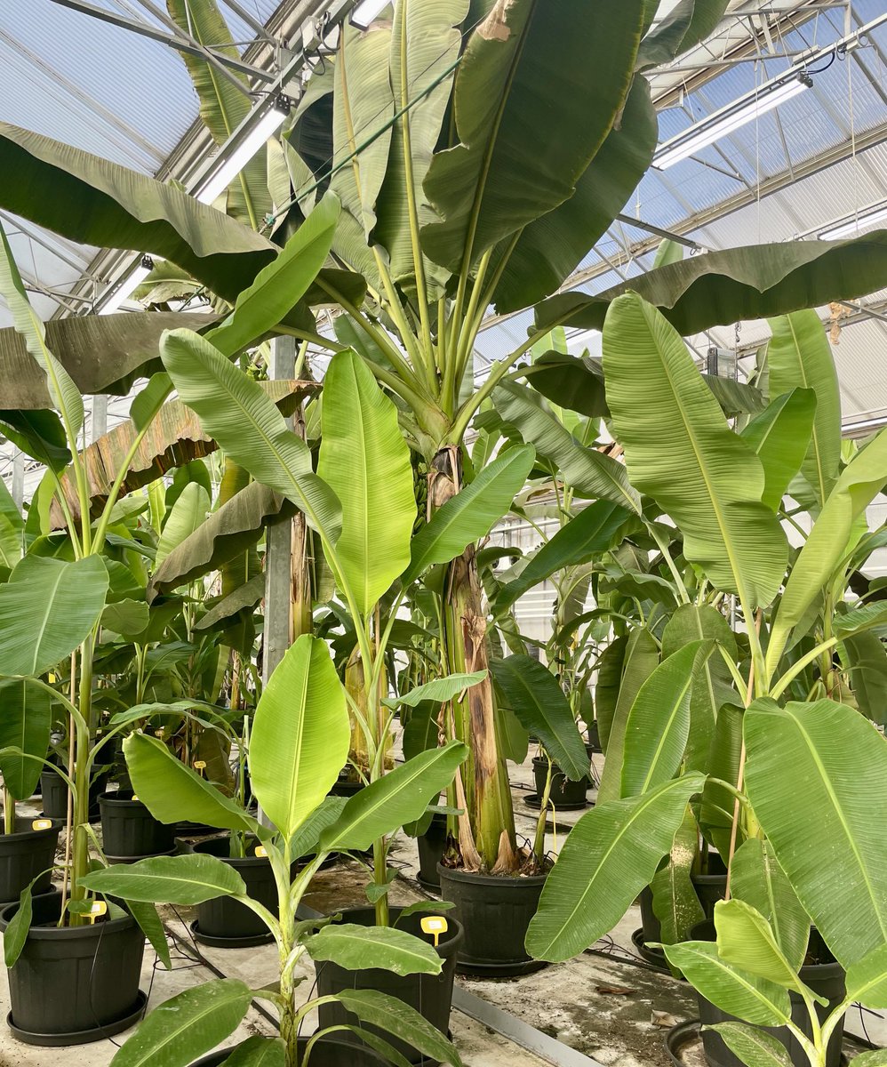 Alexander Wittenberg (@aw_ngs) on Twitter photo Just 4 weeks to <a href="/nanopore/">Oxford Nanopore</a> London calling conference. Looking forward to provide an update on our 🍌 pangenome construction in the mini theater.#nanoporeconf #T2T #duplex Just 4 weeks to <a href="/nanopore/">Oxford Nanopore</a> London calling conference. Looking forward to provide an update on our 🍌 pangenome construction in the mini theater.#nanoporeconf #T2T #duplex