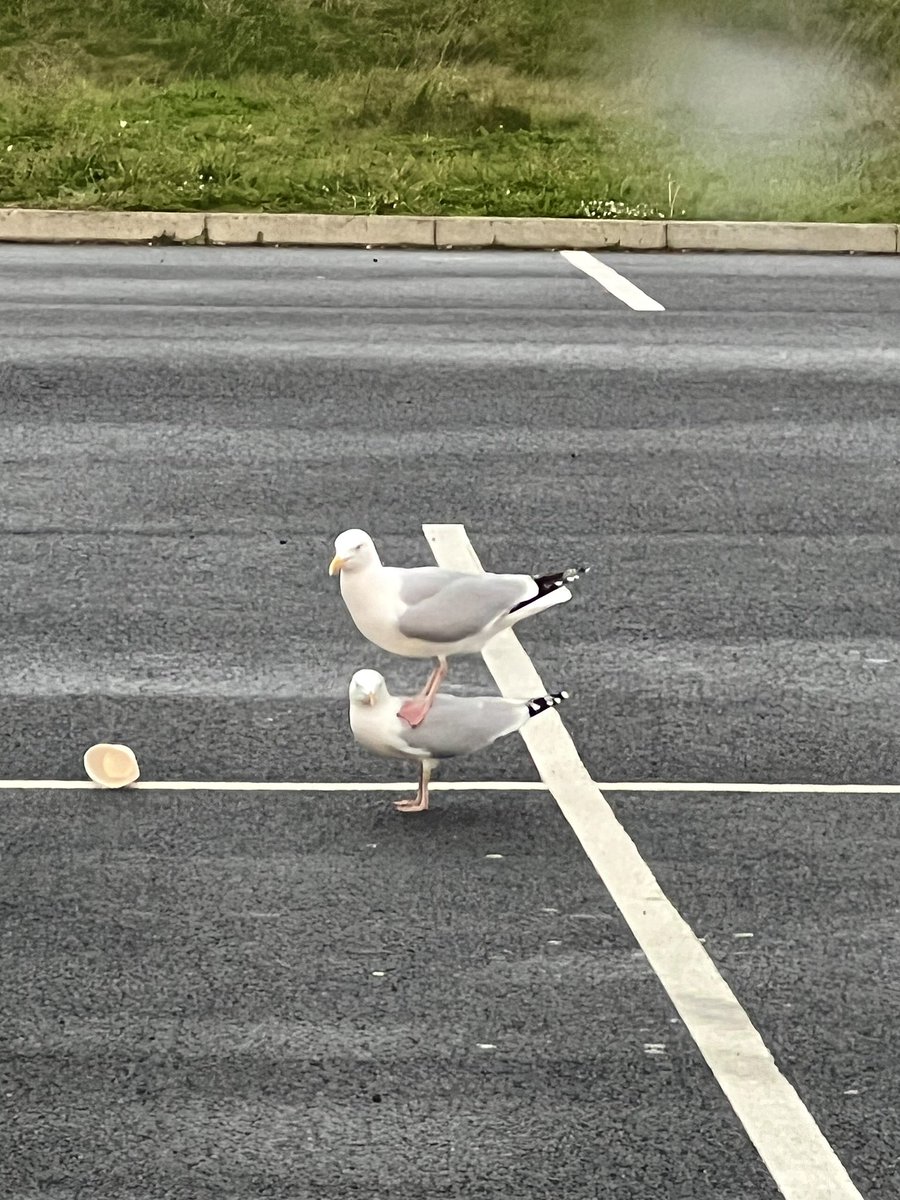 I’ve just seen a seagull standing on a seagull
