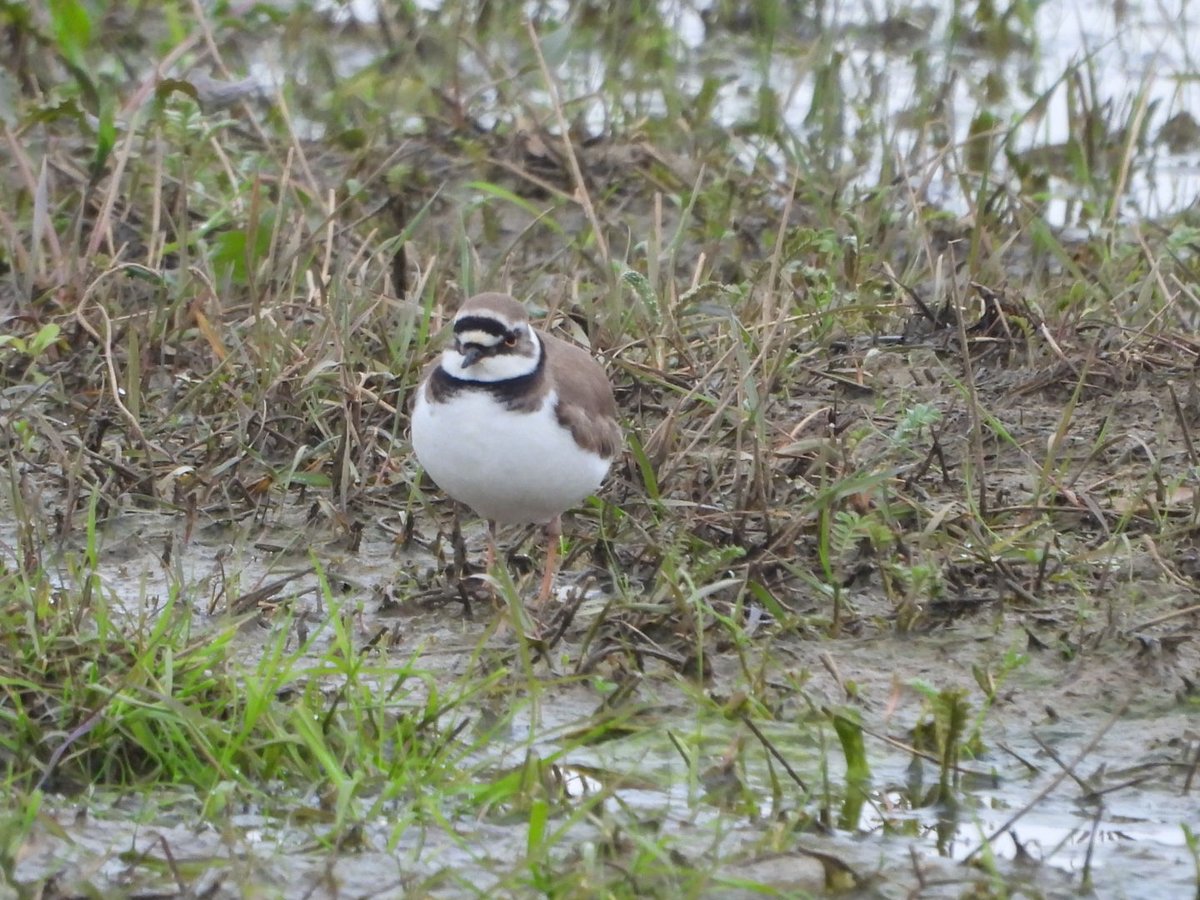 A great evening so far at Wheldrake Ings with a Bar-tailed Godwit in with the Black-tailed Godwit flock & 2 Arctic Tern on the refuge. At Bank Island, a Little Ringed Plover & a Green Sandpiper All new for #PWC2024 @YorkBirding @LDV_NNR @nybirdnews Slavonian Grebe still present