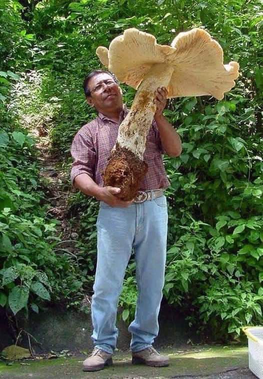 A mushroom weighing more than 20 kilograms, picked in a forest in Mexico's southernmost state of Chiapas in 2007. The white mushroom, Macrocybe titans, measured a towering 70 cm tall, was found near Tapachula, near the Guatemalan border. Photo: Colegio de la Frontera Sur: AFP