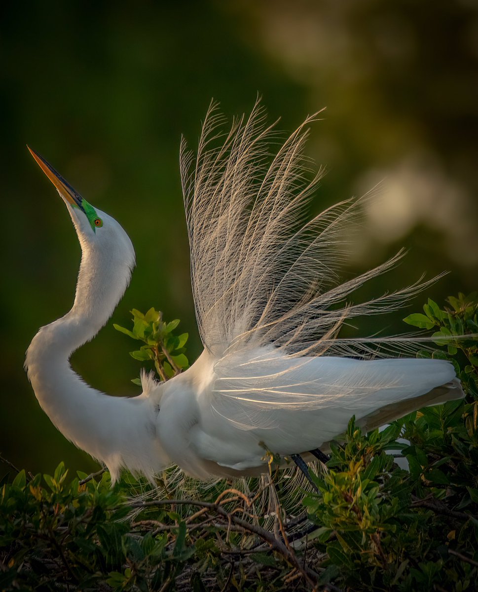 HAPPY #EarthDay2024 to everyone! Here are four of my favorite moments Mother Nature has provided me with the pleasure of witnessing. #BirdsOfTwitter #BirdTwitter