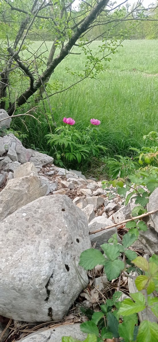 Wild Peony (Paeonia officinalis) now in flower in the Karst.