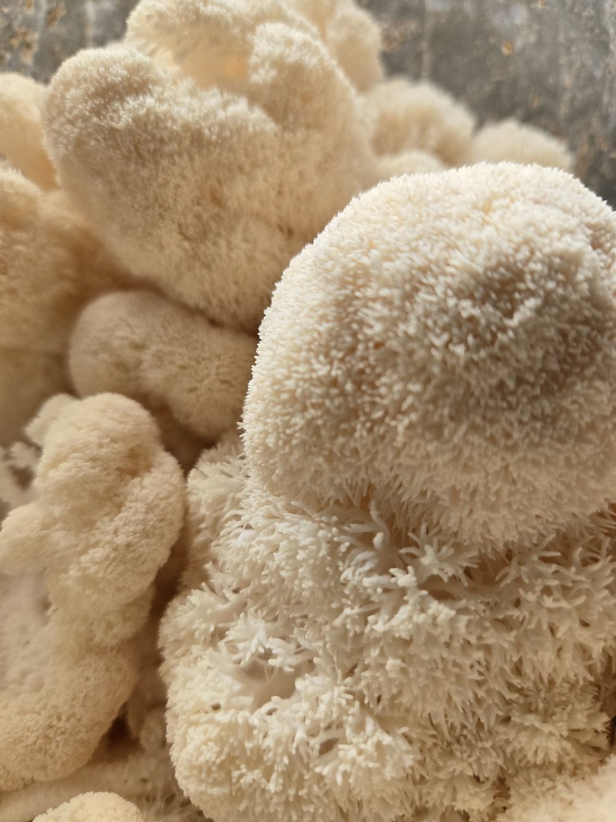 Hericium Erinaceus- Lion's Mane Top fruit method. I managed to get quite a lot!